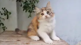 KITTEN PERSIA MEDIUM BETINA 2 BULAN CALICO