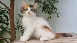 KITTEN PERSIA MEDIUM BETINA 2 BULAN CALICO