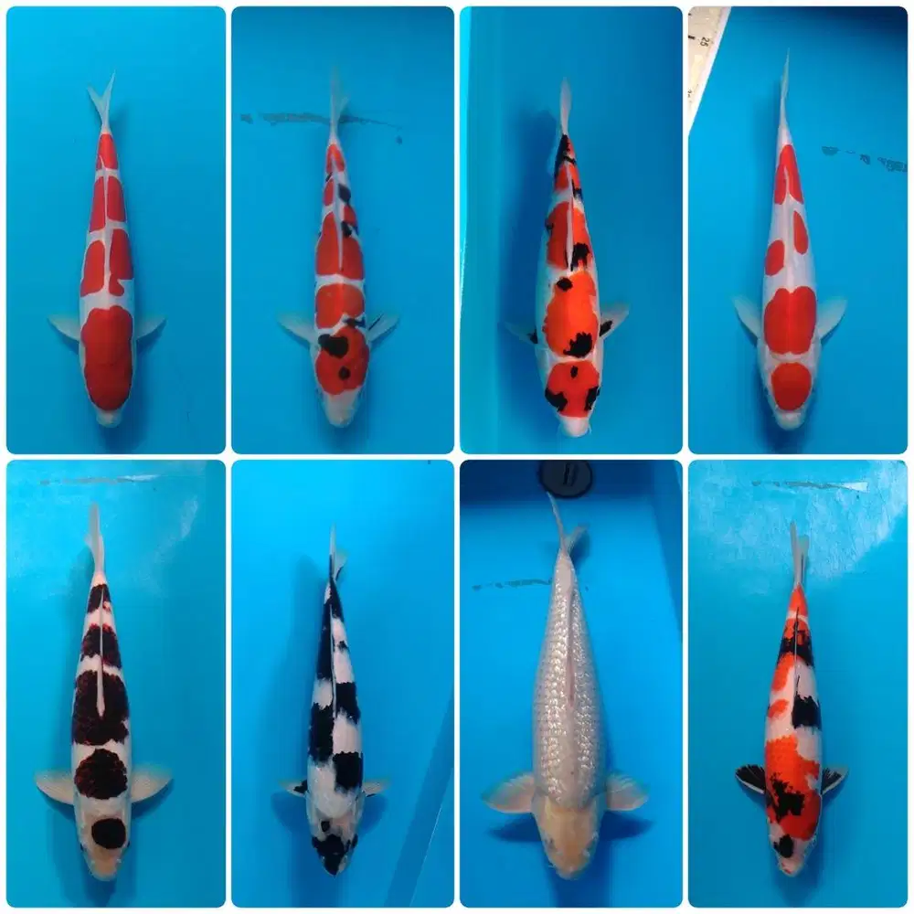 Koi Show Quality