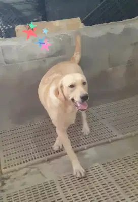 1 Ekor Labrador Betina ( Remaja )