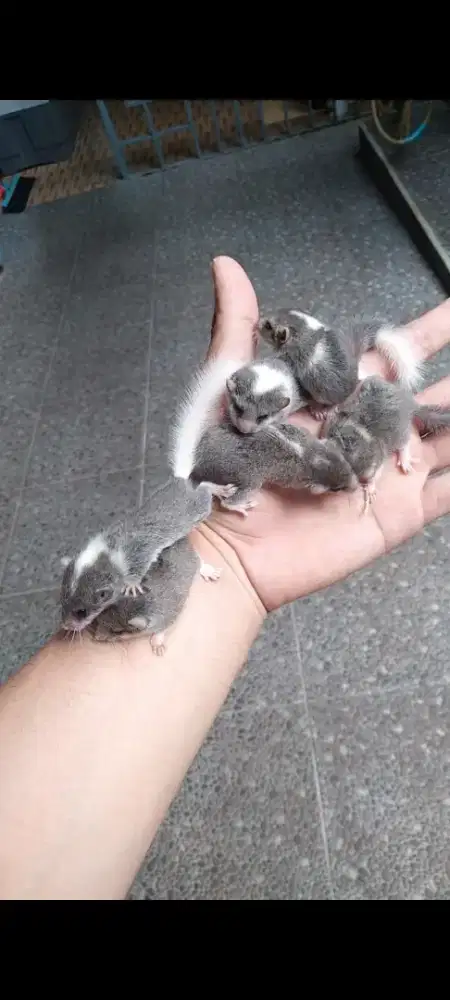 Dormice / Hamster /Kelinci / Musang / Sugar Glider /Landak mini/Tupai