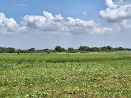 TANAH DI DESA PACUH, BALONGPANGGANG GRESIK