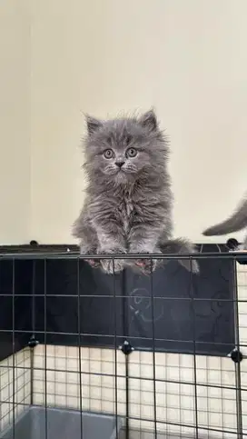 British Longhair