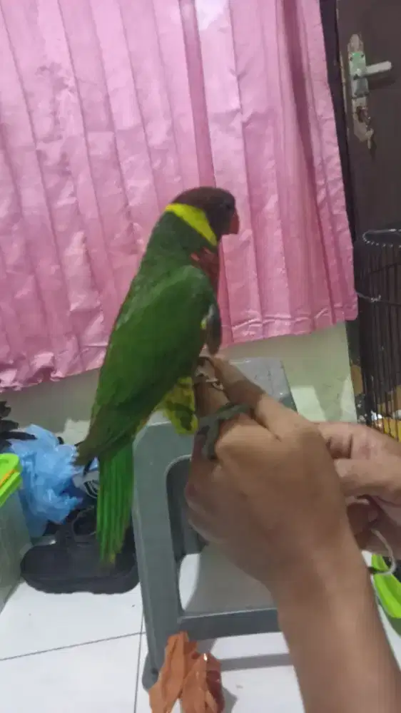 Burung perkutut burja semi jinak