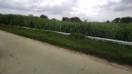 TANAH DI KELURAHAN SUKOBENDU, MANTUP LAMONGAN