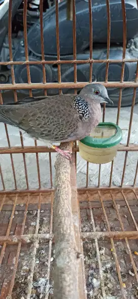 derkuku Kelantan Betina