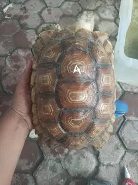 kura Sulcata Aktif & Sehat ukuran 27 cm