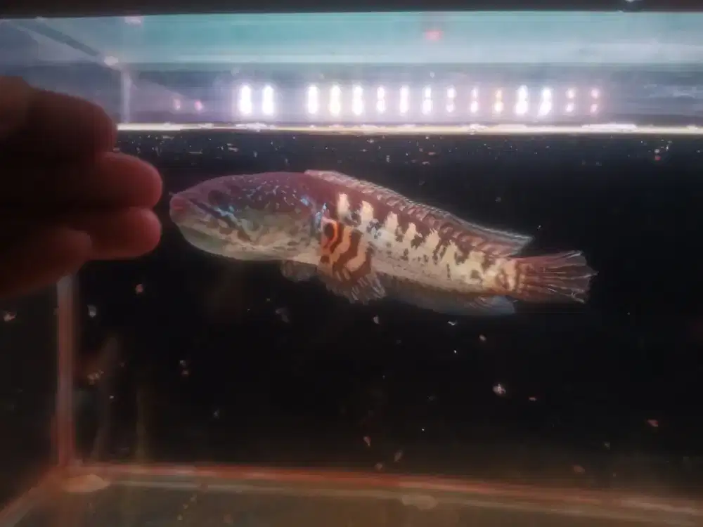 Channa AURANTI 17cm