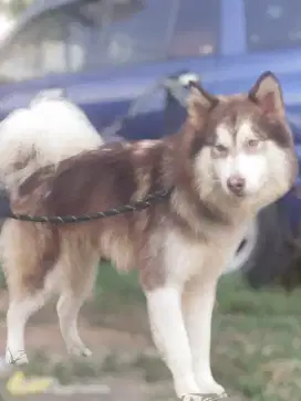 Jasa pacak pejantan Alaskan Malamute