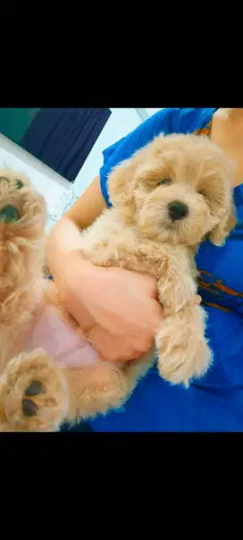 Dijual Poodle gemoy