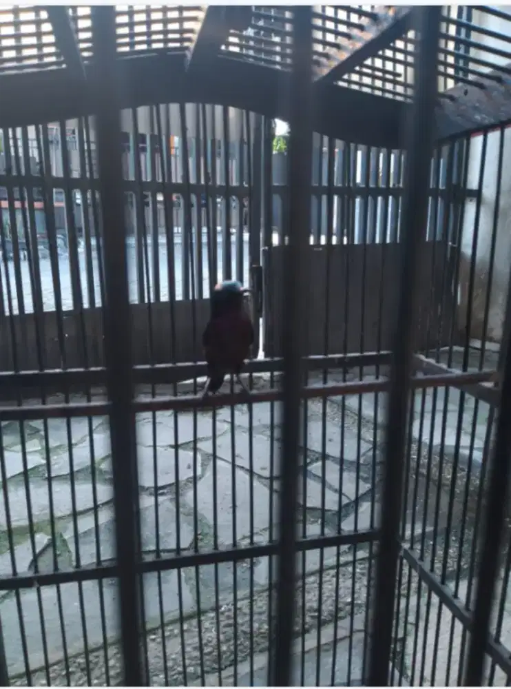Burung peliharaan/ rawatan