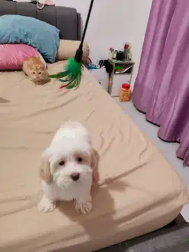Dijual Maltipo Gemoy, cantik