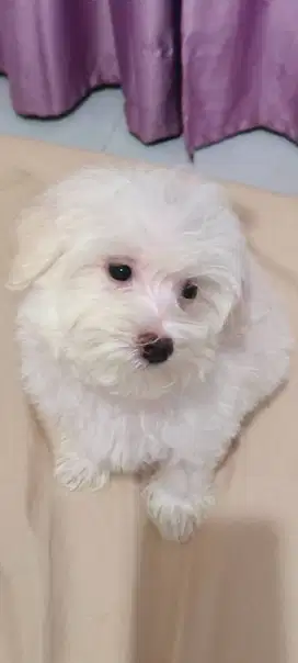 Dijual maltipoo cantik white solid