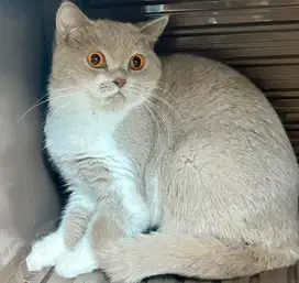 Kucing british shorthair bsh british short hair