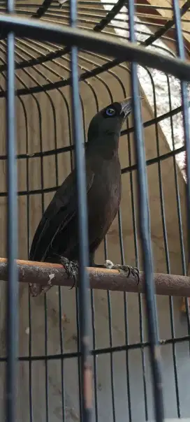 Jual burung murai papua