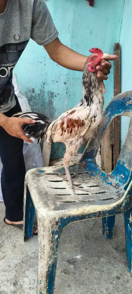 Jantan muda birma x magon