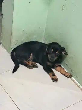 Open Adopt Anjing Persilanagn Minipom X Teckel usia 3 Bulan