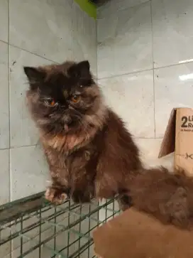 Persia betina pesek