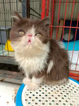Kitten persia jantan