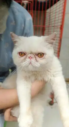 Kucing Exo putih