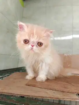 Kitten persia 2 bln