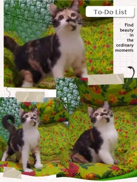 BSH Calico Female