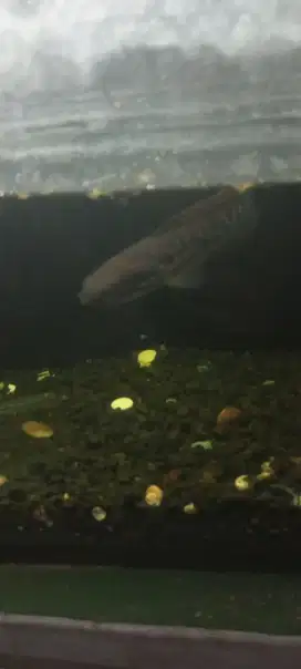 Ikan chana + aquarium