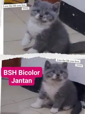 BSH Bicolor Jantan