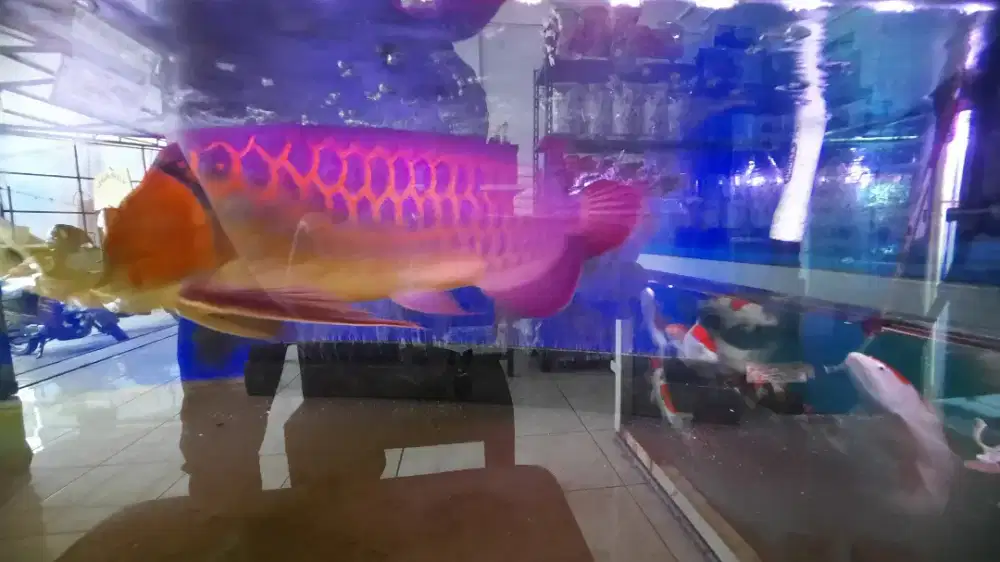 Ikan Arwana Super Red 45 cm Bersirtifikat