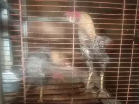 Ayam kampung jago