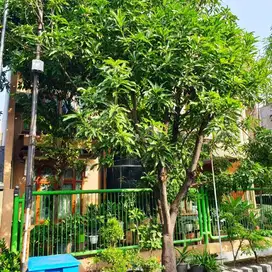 Rumah Di Rungkut Asri Timur Surabaya Bagus Kondisi Terawat Strategis