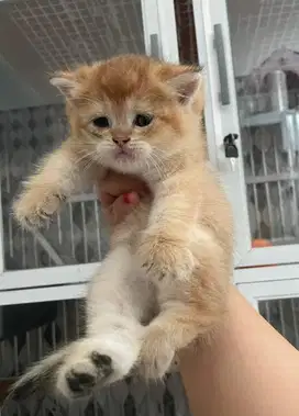 Kitten BSH british shorthair / scottish gold golden betina