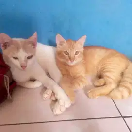Anakan mixdome 4 bulan