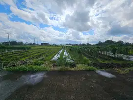 Jual Tanah Luas 500M² Zona Pariwista Investasi Lokasi Pantai Kedungu