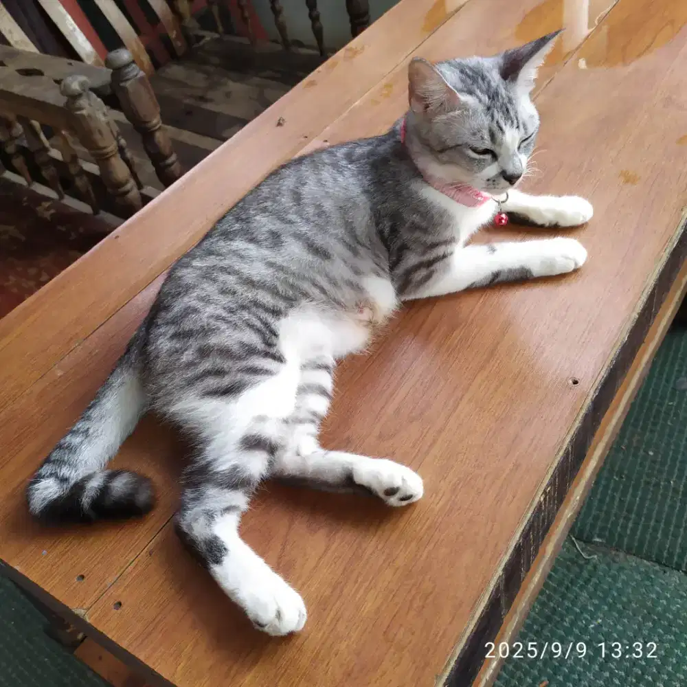 Kucing Induk Betina & 3 Anaknya