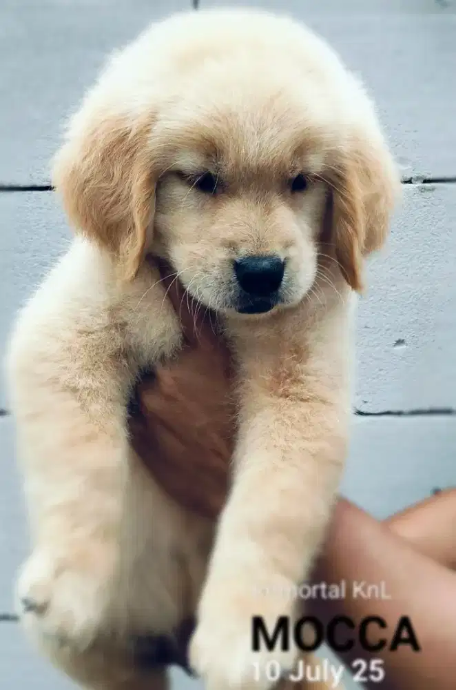 Golden Retriever Jantan Betina STB