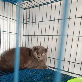 British Shorthair betina triple fold