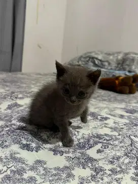 KUCING ANAKAN BSH BERSERTIFIKAT INDUKNYA