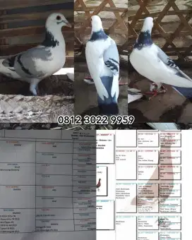 Merpati pos jantan