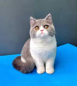 British shotahir kitten