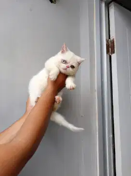 Exotic peaknose