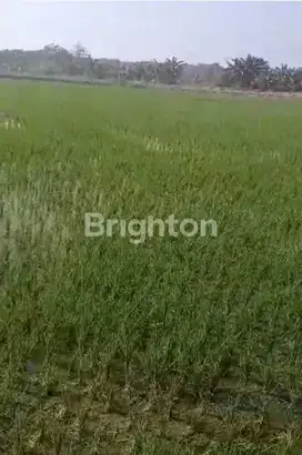 DI JUAL BANTING HARGA BUTUH CEPAT LAKU LINGKAR TIMUR dkt gedangan waru