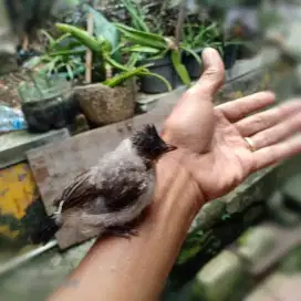 Burung Kutilang Anakan Jinak Fullset