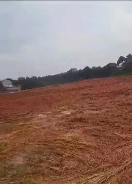 Dijual cepat Tanah kavling Cisauk Murah Siap Bangun