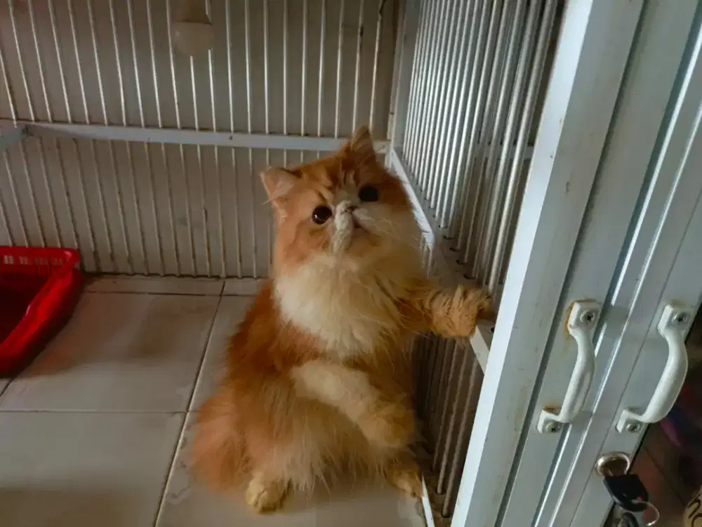 Persian peaknose