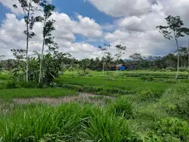 Jual Tanah Murah Di Cangkringan Cocok Untuk Kandang Ternak