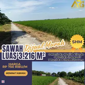 Hasil Panen 2 Ton Luas 3216 m Dijual Sawah Murah Rp 750rb/m