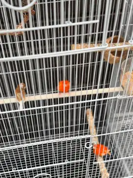 Burung kenari orange sepasang