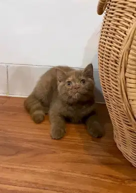 British Shorthair BSH Kitten Cinnamon Tortie