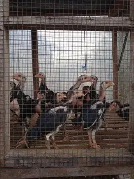 Jual anak ayam Bangkok umur 1 bln setengah